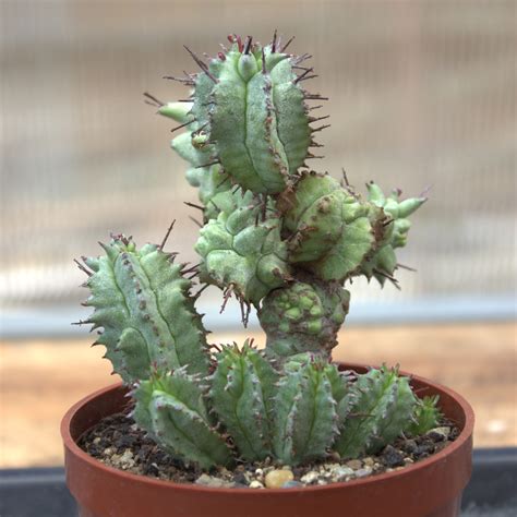 Koláž rôznych druhov rastlín rodu Euphorbia