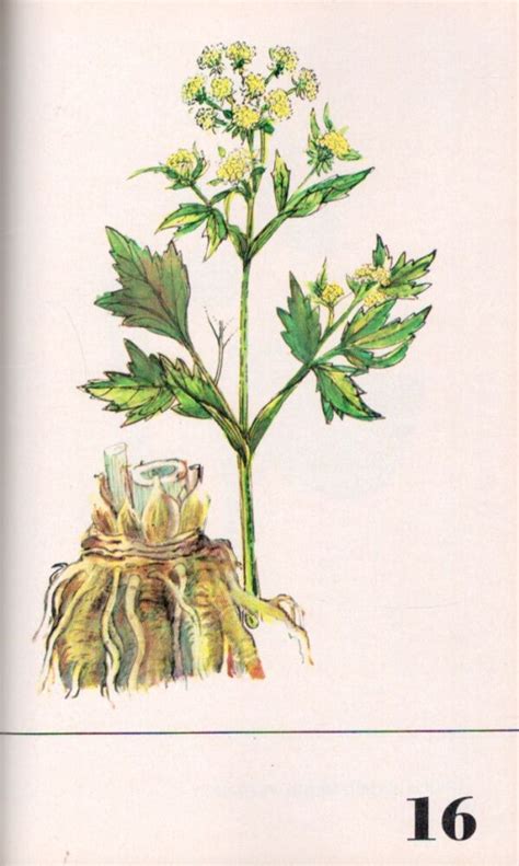 Staroveké rímske ilustrácie liečivých rastlín