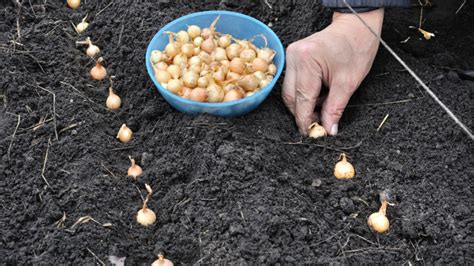 Schéma čínskeho spôsobu pestovania cibule na hrebienkoch
