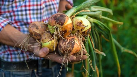 Zrelá cibuľa pripravená na zber