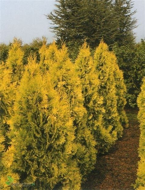 Tuja západná 'Europe Gold' - strom