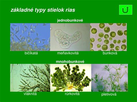 Typy stielky nižších rastlín