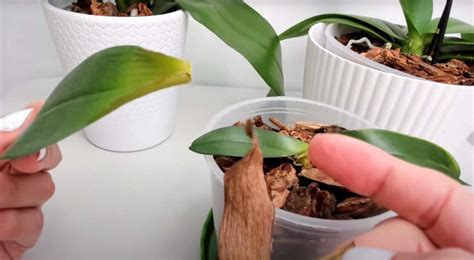 Detail umelých listov orchidea ukazujúci ich realitu