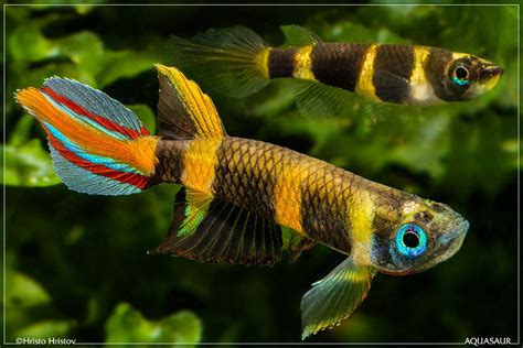 Samček a samička Epiplatys annulatus