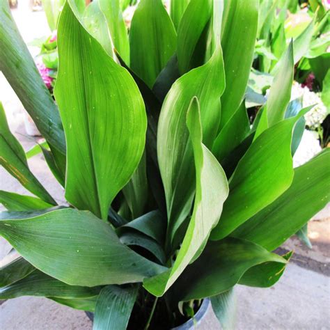 Aspidistra elatior - ilustrácia