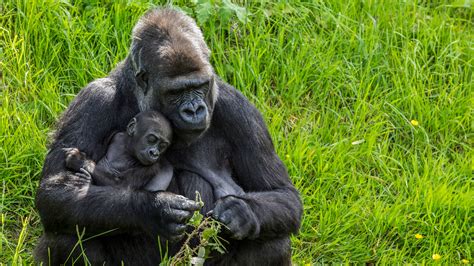 Durrell Wildlife Park na Jersey