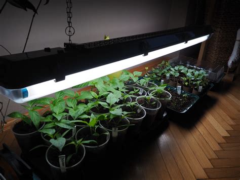 Zelenina pestovaná pod LED svetlom