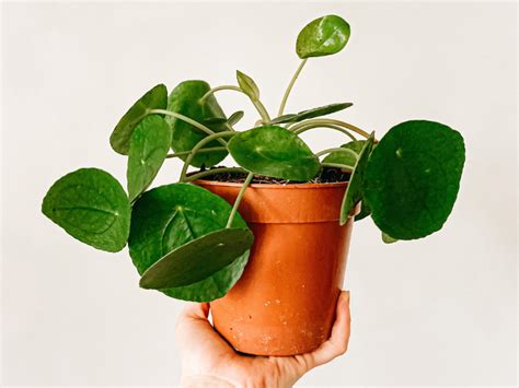 Okrúhle listy rastliny Pilea peperomioides