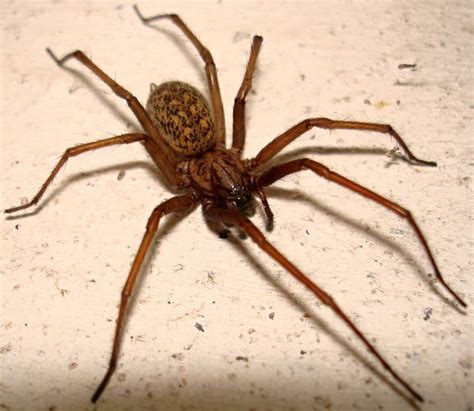 Pavúk kútnik domový v sieti