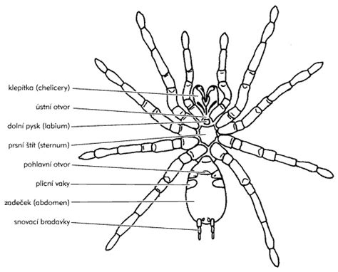 Schéma stavby tela pavúka