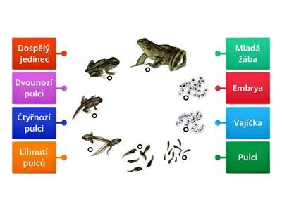 Rozmnožovací cyklus pavúka