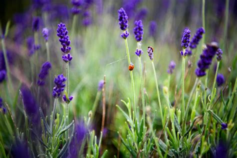 Ilustrácia rastliny levandule