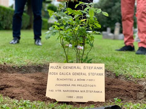 Ilustrácia správneho zasadenia ruže