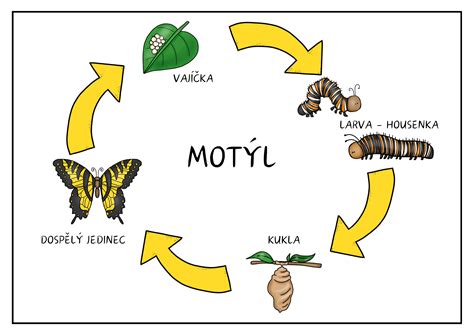 Životný cyklus machorastu s dominanciou gametofytu