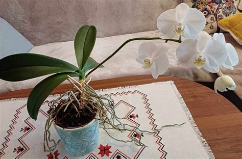pestovanie a hnojenie orchideí v interiéri
