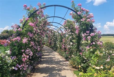 Popínavé ruže na romantickom balkóne