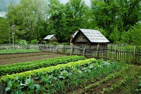 pestovanie šípok na plantáži