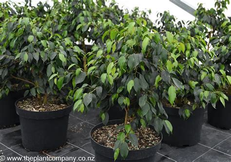 Ilustrácia optimálnej teploty pre Ficus benjamina