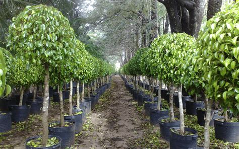 Ficus benjamina na terase počas letnenia