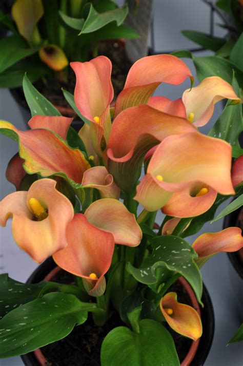 Kala (Zantedeschia) v kvetináči