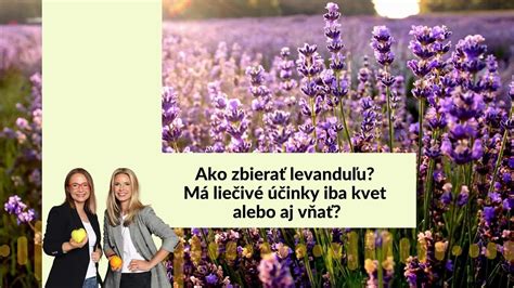 Infografika znázorňujúca liečivé účinky levandule