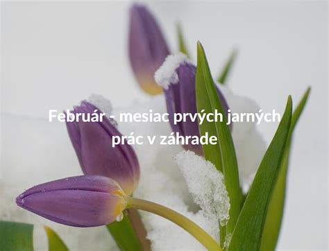 Kalendár jarných prác s ružami