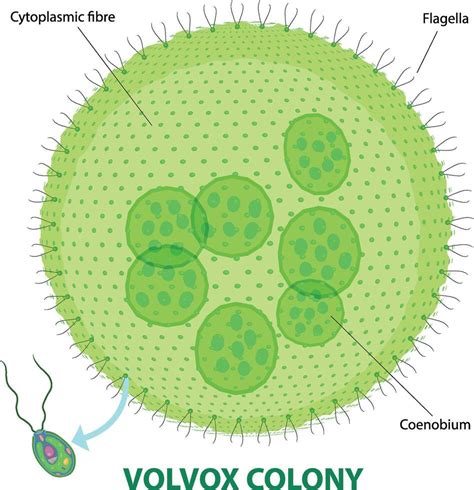Kolónia jednobunkovcov Volvox