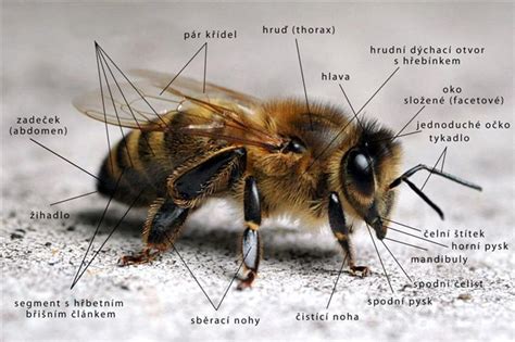 Včela medonosná a jej anatomické časti (hlava, hruď, zadoček)