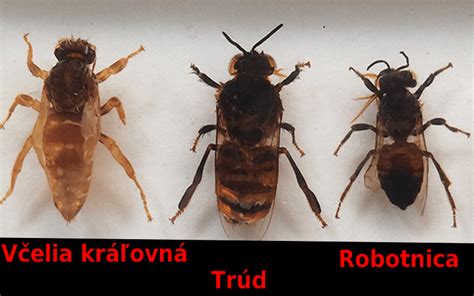 Včelia kráľovná, robotnica a trúd