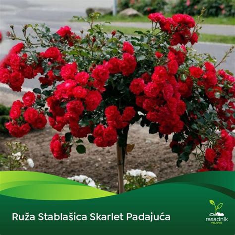 Detailne poskladaná ruža z obrúska