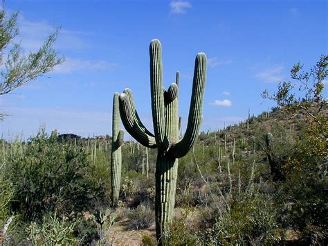 Kaktus Saguaro v Sonorskej púšti