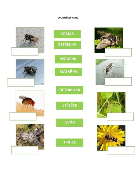 Pestrofarebné korunné lupienky priťahujúce hmyz
