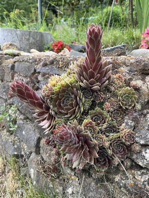 Rôzne tvary a farby listových ružíc skalnej ruže
