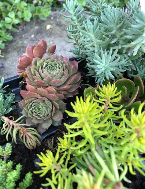 Skalná ruža s kvitnúcim stvolom