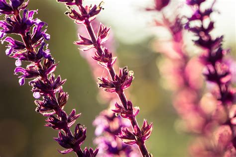 Rôzne druhy šalvie