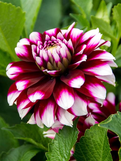 Dahlia 'Verdi' plný kvet