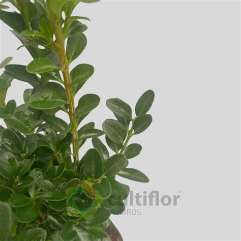 Ilustrácia krušpánu (Buxus sempervirens) s popisom listov, kvetov a plodov