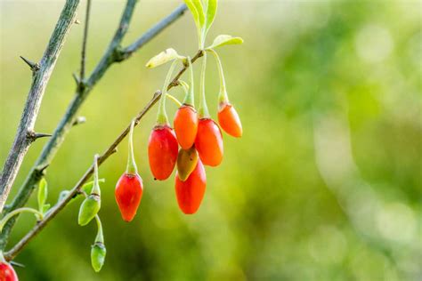 Zrelé plody Goji na kríku