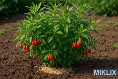 Mladá sadenica Goji v záhrade