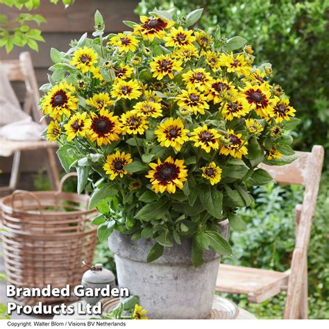 Kvitnúca Rudbeckia v plnom slnku