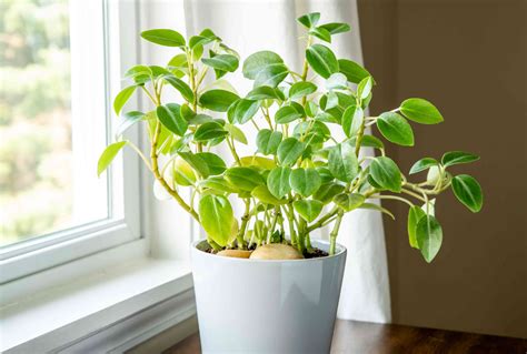 Peperomia Orba Pixie umiestnená na svetlom mieste v interiéri