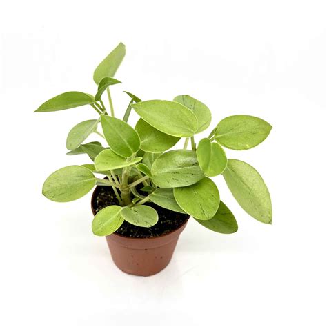 Peperomia Orba Pixie v sklenenom teráriu