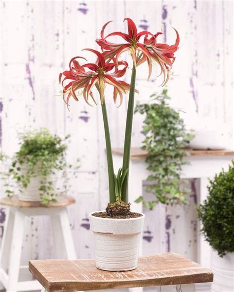 Amarylis 'La Paz' detail kvetu