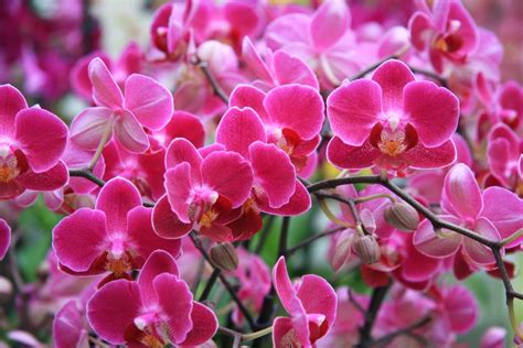 detail na kvet orchidey v prírode
