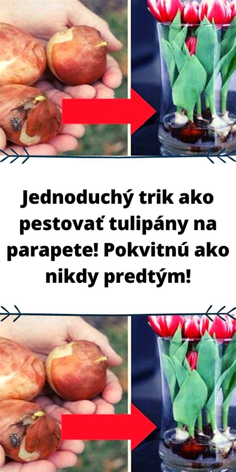 pestovanie tulipánov v záhradnom záhone