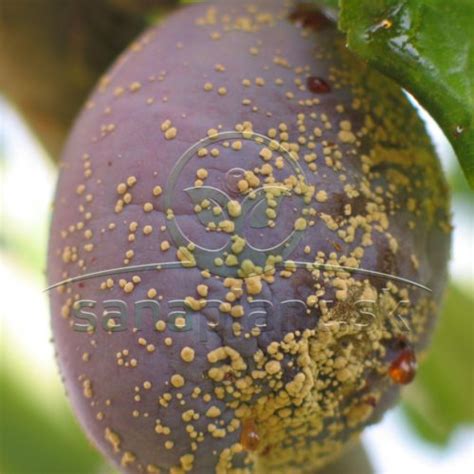 Detail plodov drieňa krvavého