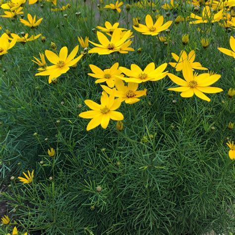 Schéma optimálneho zloženia pôdy pre Coreopsis verticillata