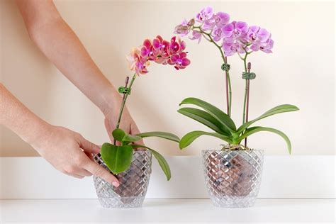 Detailný záber na kvitnúcu orchideu Phalaenopsis