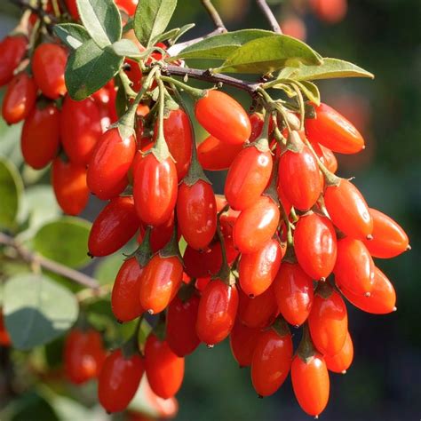 Čierne plody Goji