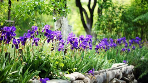 kvety kosatcov rôznych farieb